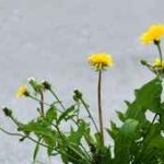 Fragment z książki Victora Frankla